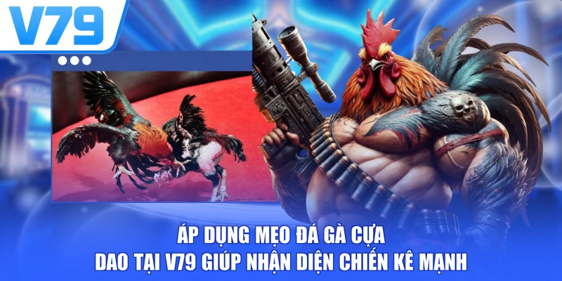 Áp dụng mẹo đá gà cựa dao tại V79 giúp nhận diện chiến kê mạnh